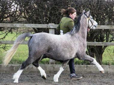 DUKEHILL CHIMICHANGA