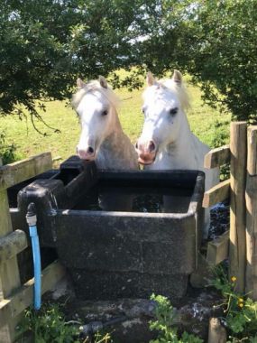 HOEKHORST ESENCIA AND JULMAR EBRILL