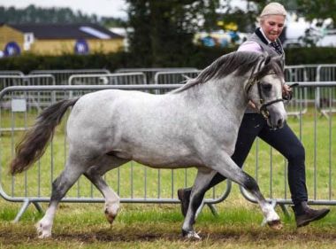 LINGARDSWOOD SARIDIS