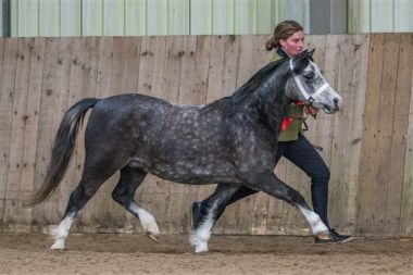 LINGARDSWOOD SEREFINA