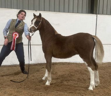 FRIARS FANCY DIAMOND