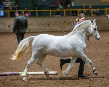 GRACELEA LADY WHISTLEDOWN