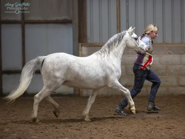 LINGARDSWOOD PRESCILLA