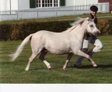 FOSTERHOUSES INDIAN SUMMER